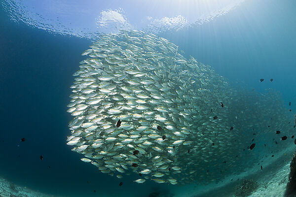 Schwarm Ochsenaugen-Makrelen, Selar boops, Florida Islands, Salomonen