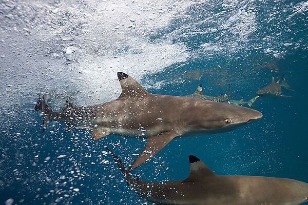 Schwarzspitzen-Riffhaie, Carcharhinus melanopterus, Marovo Lagune, Salomonen
