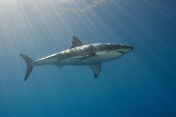 Grosser Weisser Hai, Carcharodon carcharias, Suedafrika