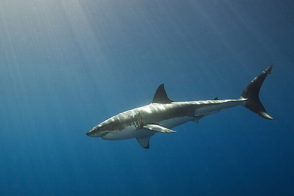 Grosser Weisser Hai, Carcharodon carcharias, Suedafrika