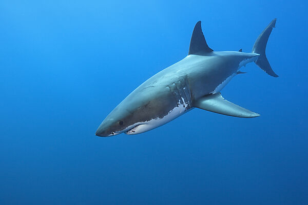 Grosser Weisser Hai, Carcharodon carcharias, Suedafrika