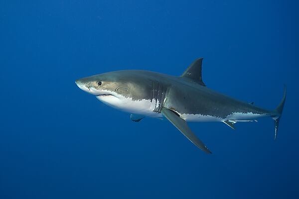 Grosser Weisser Hai, Carcharodon carcharias, Suedafrika