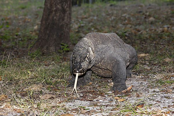 Komodo Waran, Varanus komodoensis, Komodo Nationalpark, Indonesien