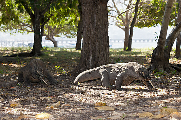 Komodo Waran, Varanus komodoensis, Komodo Nationalpark, Indonesien