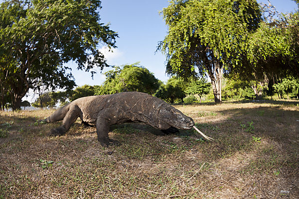 Komodo Waran, Varanus komodoensis, Komodo Nationalpark, Indonesien