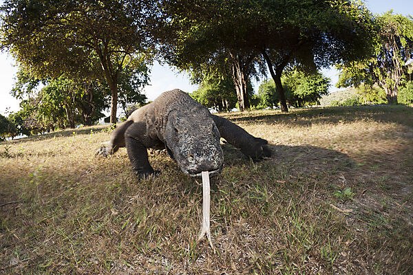 Komodo Waran, Varanus komodoensis, Komodo Nationalpark, Indonesien