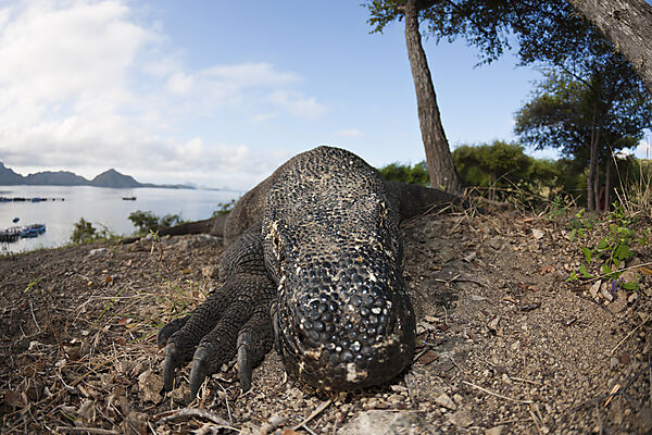 Komodo Waran, Varanus komodoensis, Komodo Nationalpark, Indonesien