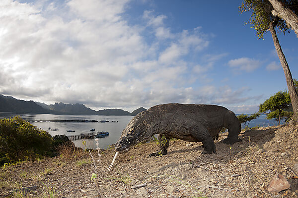 Komodo Waran, Varanus komodoensis, Komodo Nationalpark, Indonesien