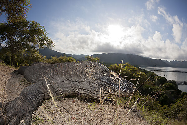 Komodo Waran, Varanus komodoensis, Komodo Nationalpark, Indonesien