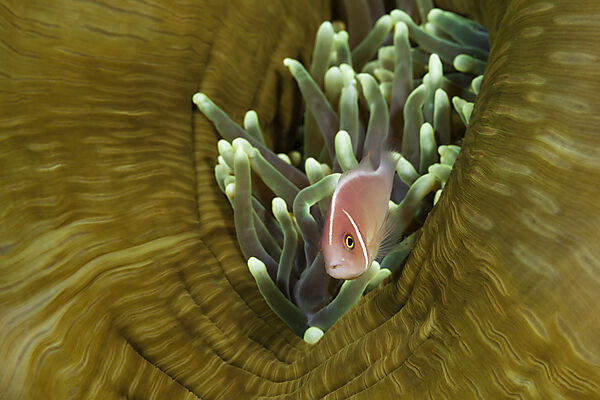 Halsband-Anemonenfisch, Amphiprion perideraion, Komodo Nationalpark, Indonesien
