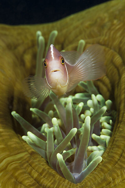 Halsband-Anemonenfisch, Amphiprion perideraion, Komodo Nationalpark, Indonesien