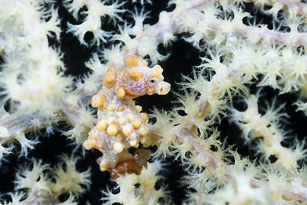 Bargibanti Zwerg-Seepferdchen, Hippocampus bargibanti, Komodo Nationalpark, Indonesien