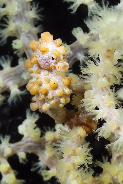 Bargibanti Zwerg-Seepferdchen, Hippocampus bargibanti, Komodo Nationalpark, Indonesien