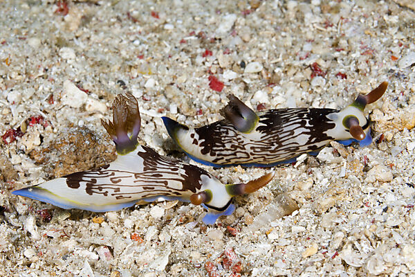 Zwei Neonsternschnecken, Nembrotha lineolata, Komodo Nationalpark, Indonesien