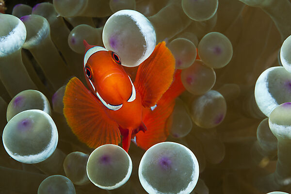 Stachel-Anemonenfisch, Premnas aculeatus, Komodo Nationalpark, Indonesien