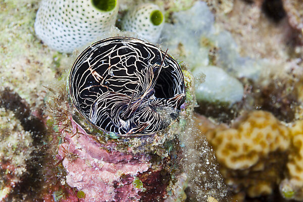 Grosse Wurmschnecke zieht Schleimfaden ein, Serpulorbis grandis, Komodo Nationalpark, Indonesien