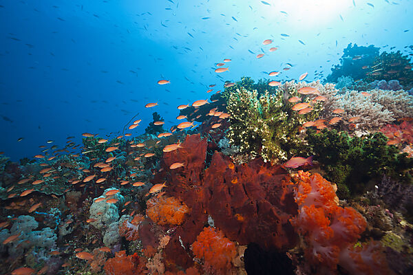 Buntes Korallenriff, Komodo Nationalpark, Indonesien