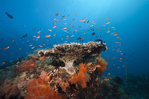 Buntes Korallenriff, Komodo Nationalpark, Indonesien