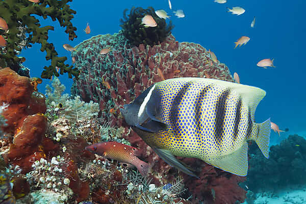 Sechsbinden-Kaiserfisch, Pomacanthus sexstriatus, Komodo Nationalpark, Indonesien