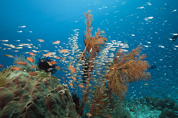 Glasfische in Korallenriff, Parapriacanthus ransonneti, Komodo Nationalpark, Indonesien