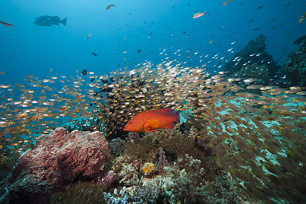 Glasfische in Korallenriff, Parapriacanthus ransonneti, Komodo Nationalpark, Indonesien