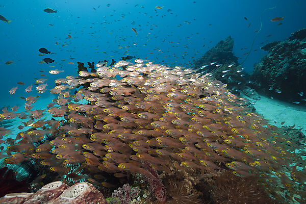 Glasfische in Korallenriff, Parapriacanthus ransonneti, Komodo Nationalpark, Indonesien