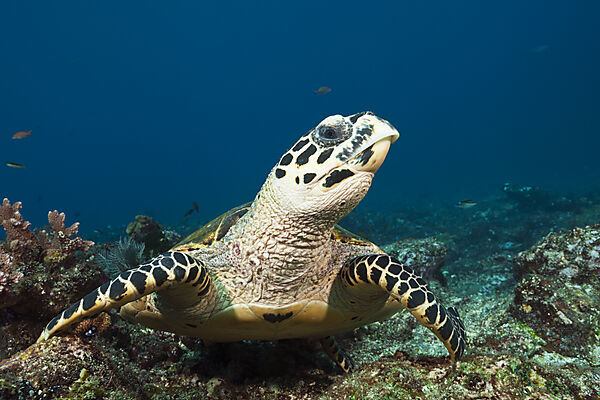 Echte Karettschildkroete, Eretmochelys imbricata, Komodo Nationalpark, Indonesien