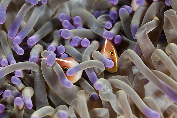 Halsband-Anemonenfische verstecken sich in Anemone, Amphiprion perideraion, Komodo Nationalpark, Indonesien