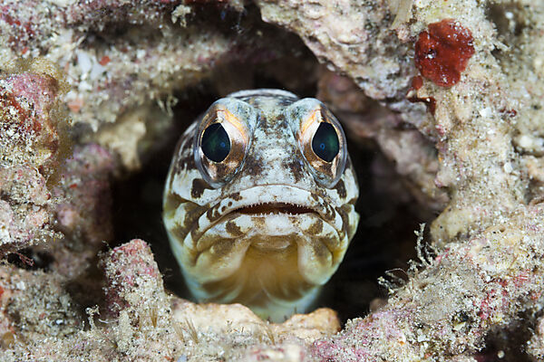 Brunnenbauer Kieferfisch, Opistognathus sp., Komodo Nationalpark, Indonesien