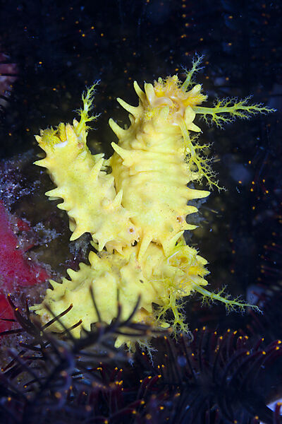 Gelbe Seewalze, Colochirus robustus, Komodo Nationalpark, Indonesien