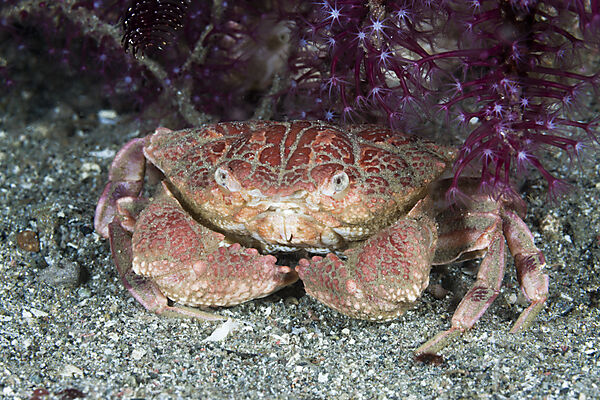 Rundkrabbe, Etisus splendidus, Komodo Nationalpark, Indonesien