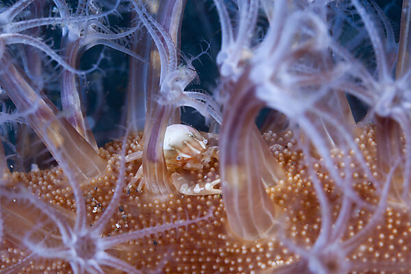 Porzellankrebs in Seefeder, Porcellanella triloba, Komodo Nationalpark, Indonesien