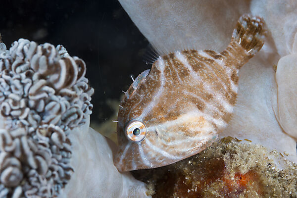 Radial-Feilenfisch, Acreichthys radiatus, Komodo Nationalpark, Indonesien