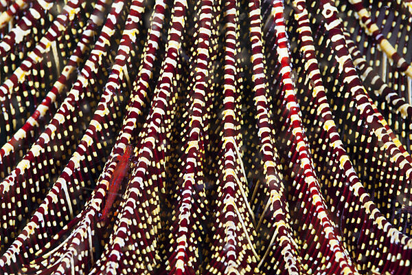 Rote Partnergarnele in Federstern, Periclimenes amboinensis, Komodo Nationalpark, Indonesien