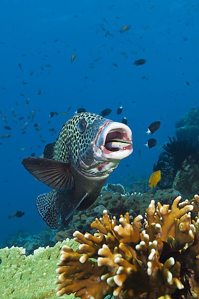 Harlekin-Suesslippe wird geputzt, Plectorhinchus chaetodonoides, Komodo Nationalpark, Indonesien