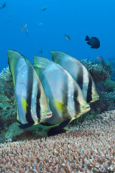 Spitzmaul-Fledermausfische, Platax pinnatus, Komodo Nationalpark, Indonesien