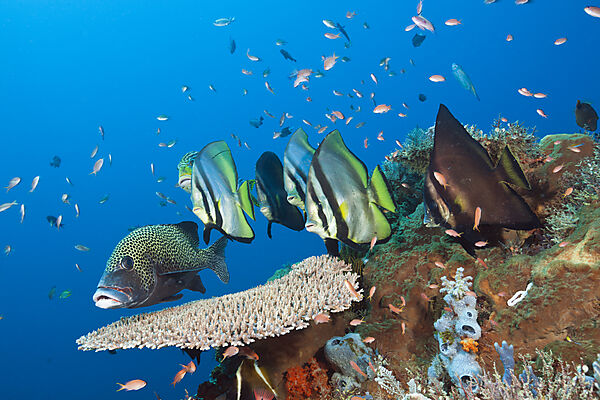 Spitzmaul-Fledermausfische, Platax pinnatus, Komodo Nationalpark, Indonesien