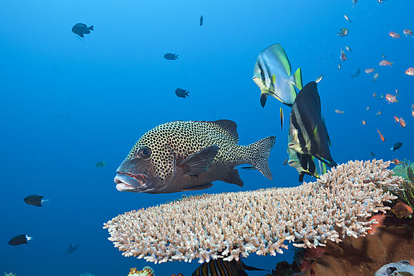Spitzmaul-Fledermausfische und Harlekin-Suesslippe, Platax pinnatus, Komodo Nationalpark, Indonesien