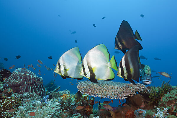 Spitzmaul-Fledermausfische, Platax pinnatus, Komodo Nationalpark, Indonesien