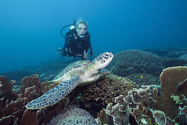 Gruene Meeresschildkroete und Taucher, Chelonia mydas, Komodo Nationalpark, Indonesien