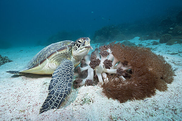Gruene Meeresschildkroete, Chelonia mydas, Komodo Nationalpark, Indonesien