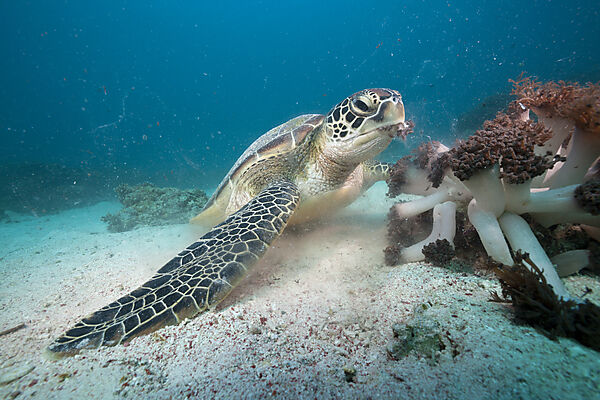Gruene Meeresschildkroete, Chelonia mydas, Komodo Nationalpark, Indonesien