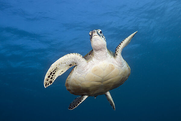 Gruene Meeresschildkroete, Chelonia mydas, Komodo Nationalpark, Indonesien