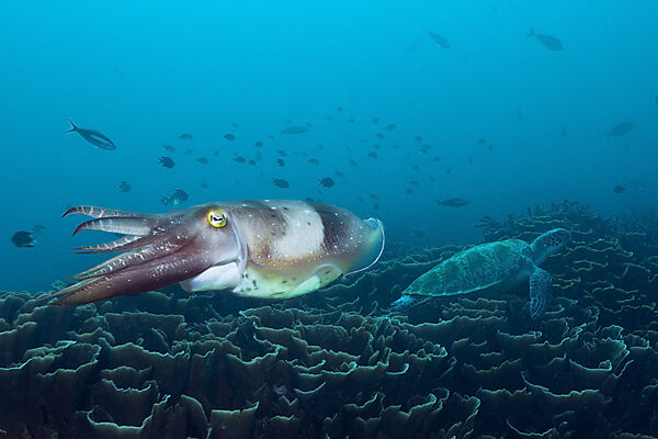Breitkeulen-Sepie, Sepia latimanus, Komodo Nationalpark, Indonesien