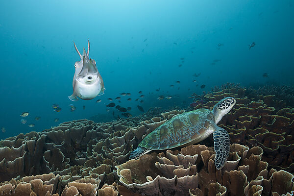 Breitkeulen-Sepie und Gruene Meeresschildkroete, Sepia latimanus, Komodo Nationalpark, Indonesien