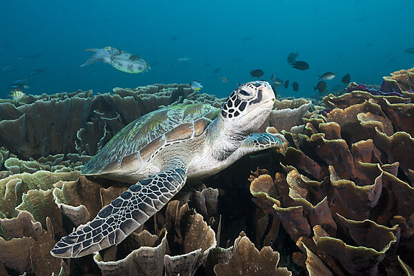 Gruene Meeresschildkroete, Chelonia mydas, Komodo Nationalpark, Indonesien