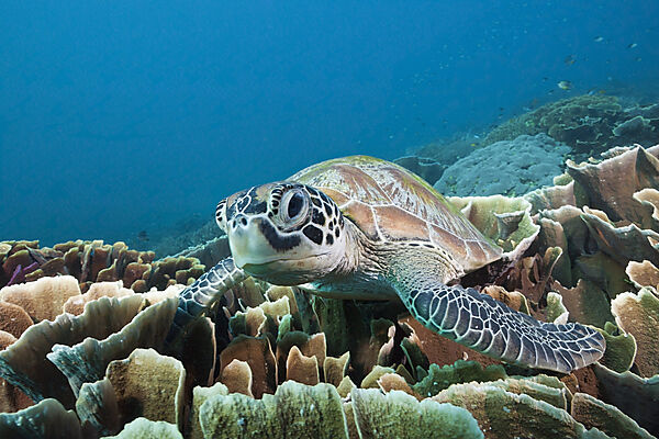 Gruene Meeresschildkroete, Chelonia mydas, Komodo Nationalpark, Indonesien
