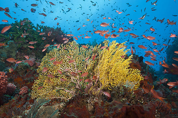 Buntes Riffdach, Komodo Nationalpark, Indonesien