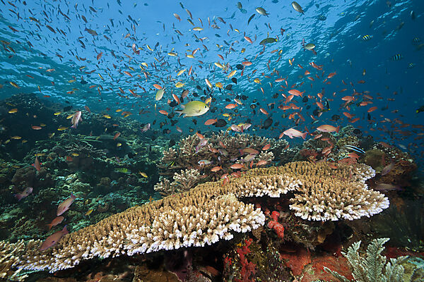 Buntes Riffdach, Komodo Nationalpark, Indonesien