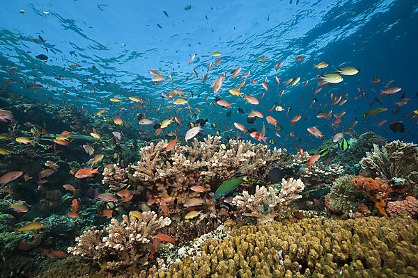 Buntes Riffdach, Komodo Nationalpark, Indonesien